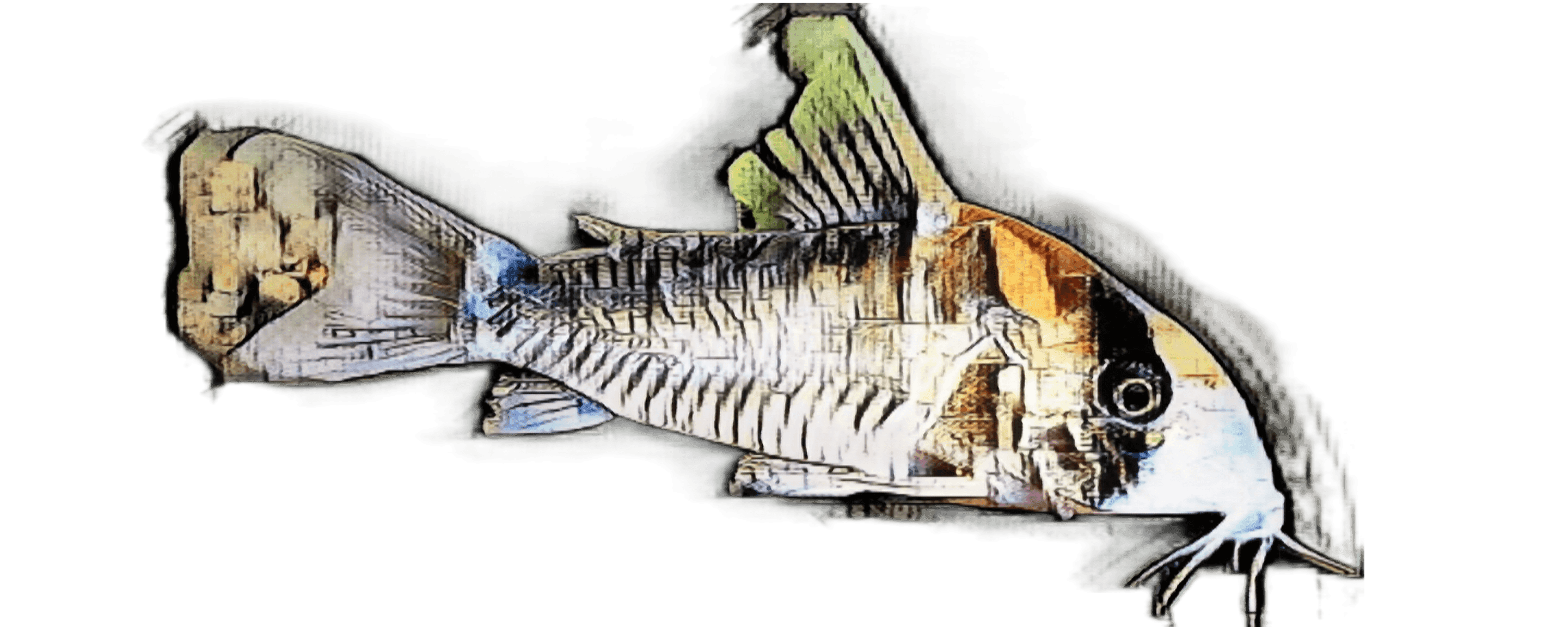 species-image