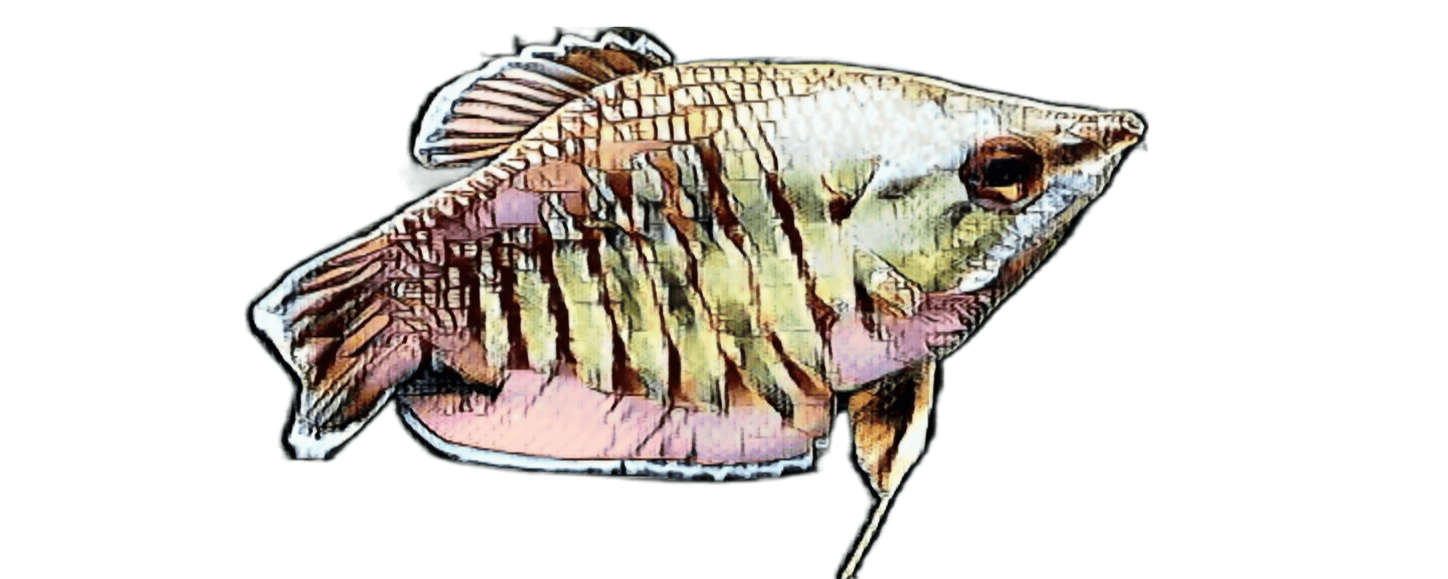 species-image