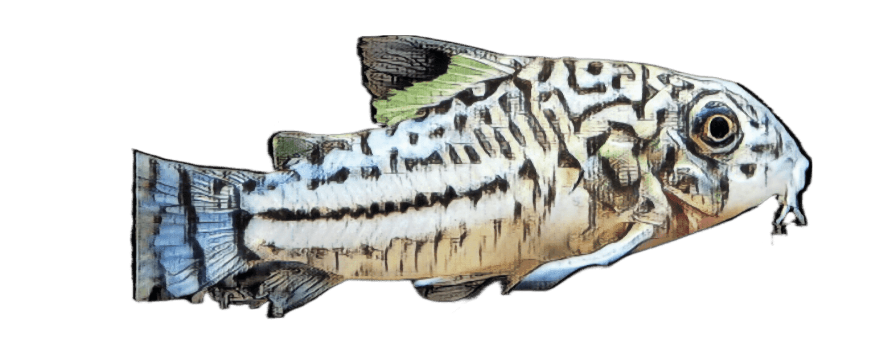 species-image