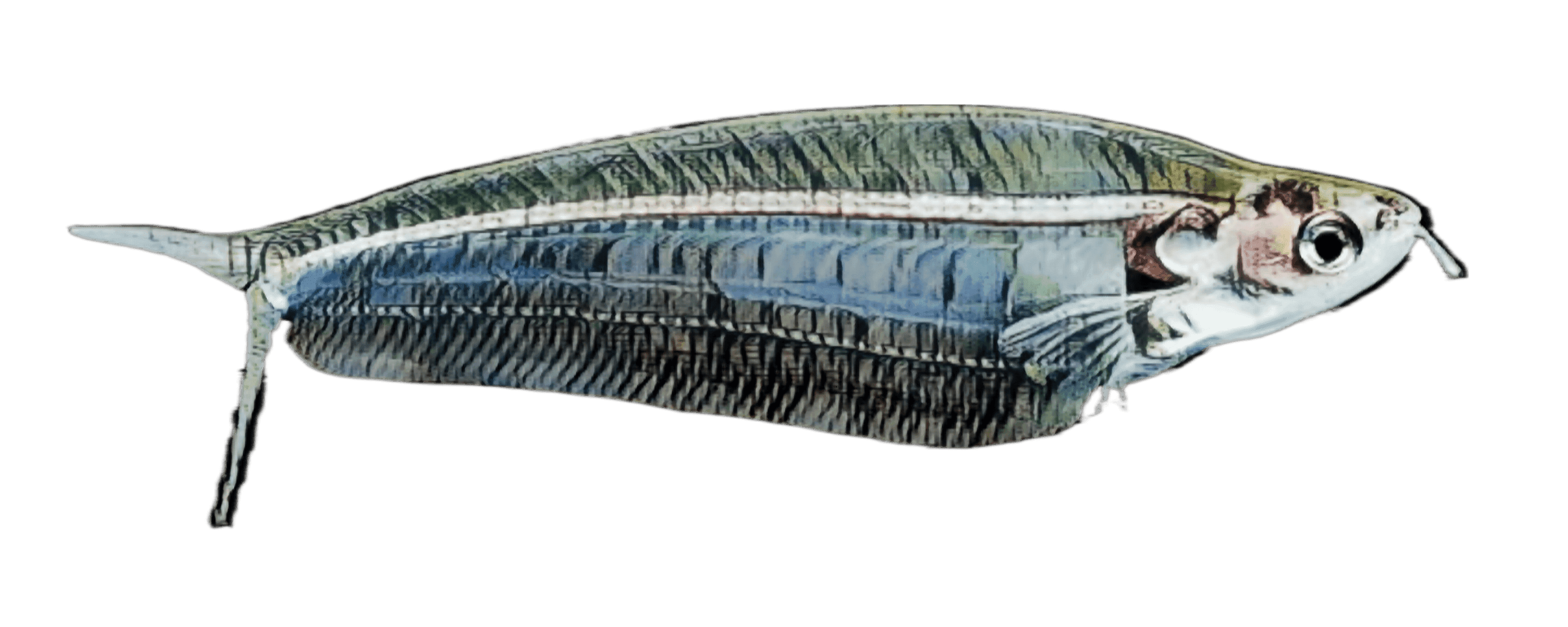 species-image