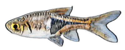 species-image