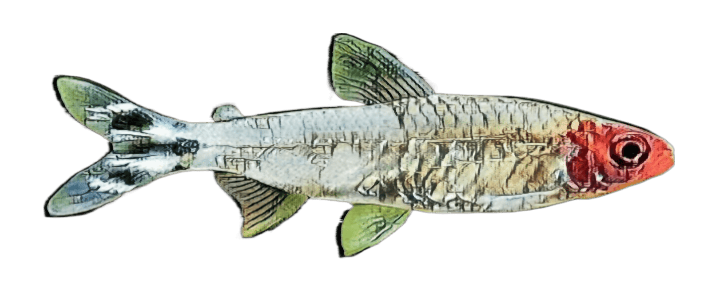 species-image
