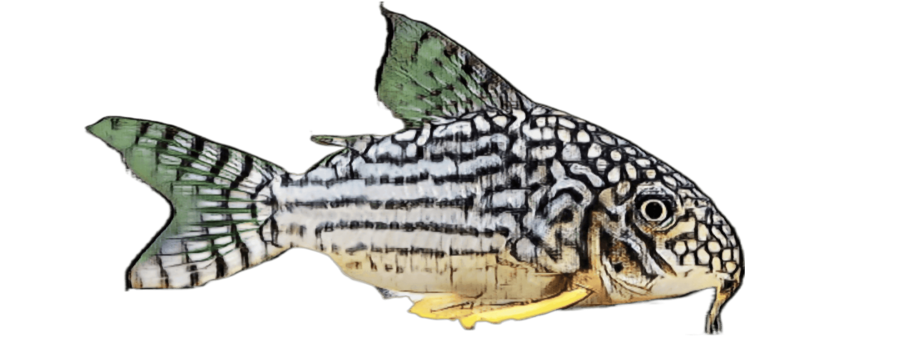 species-image