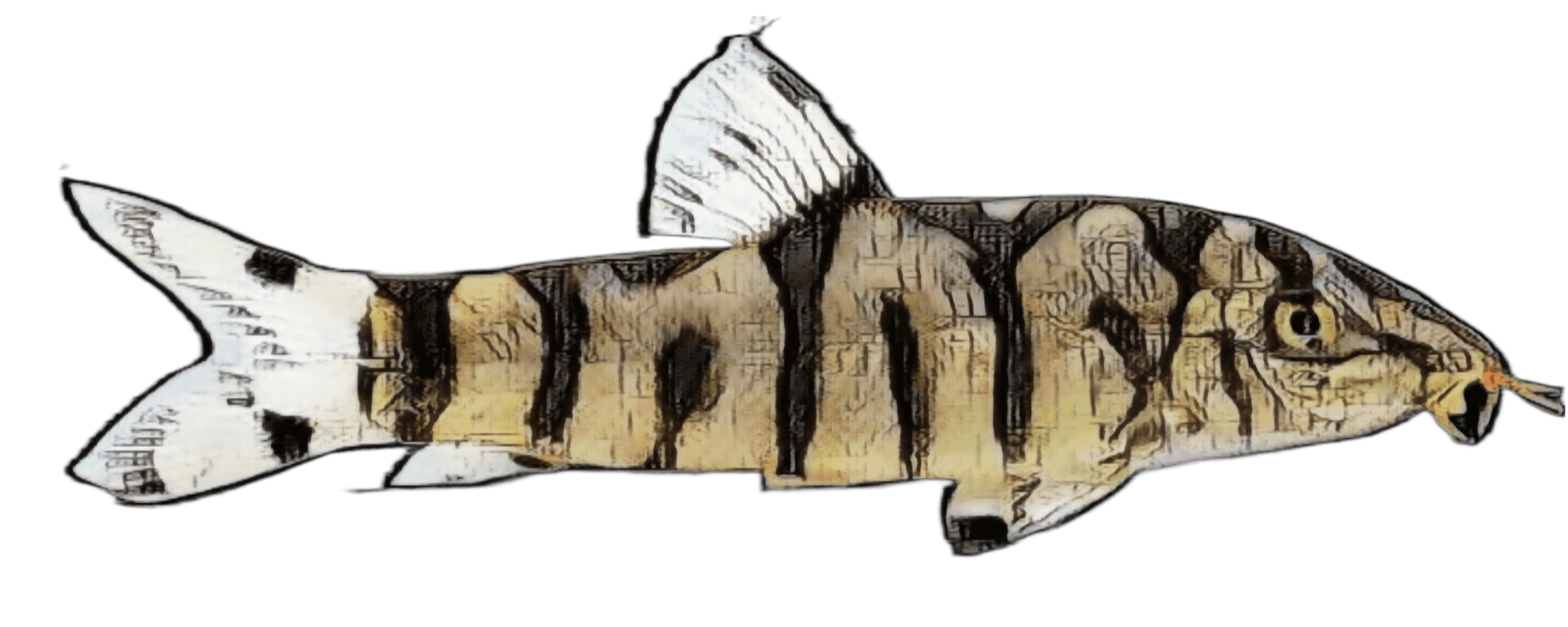species-image
