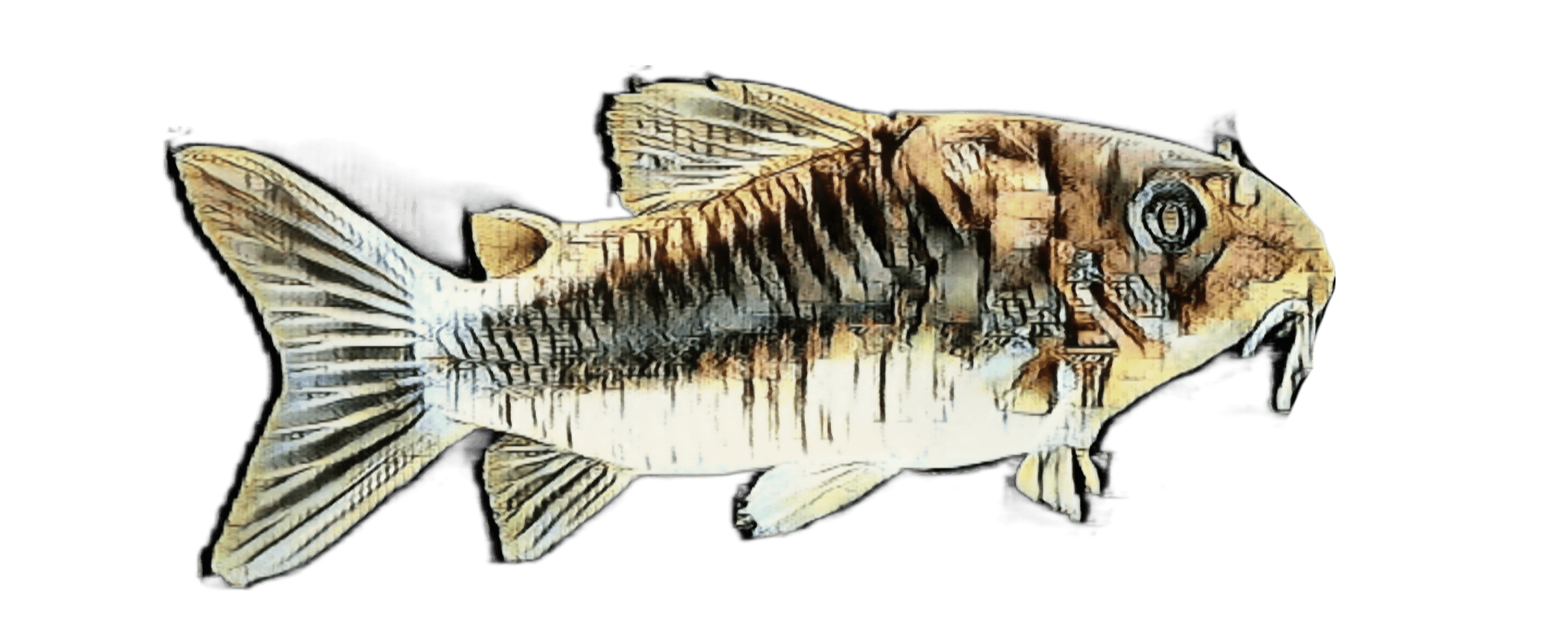 species-image