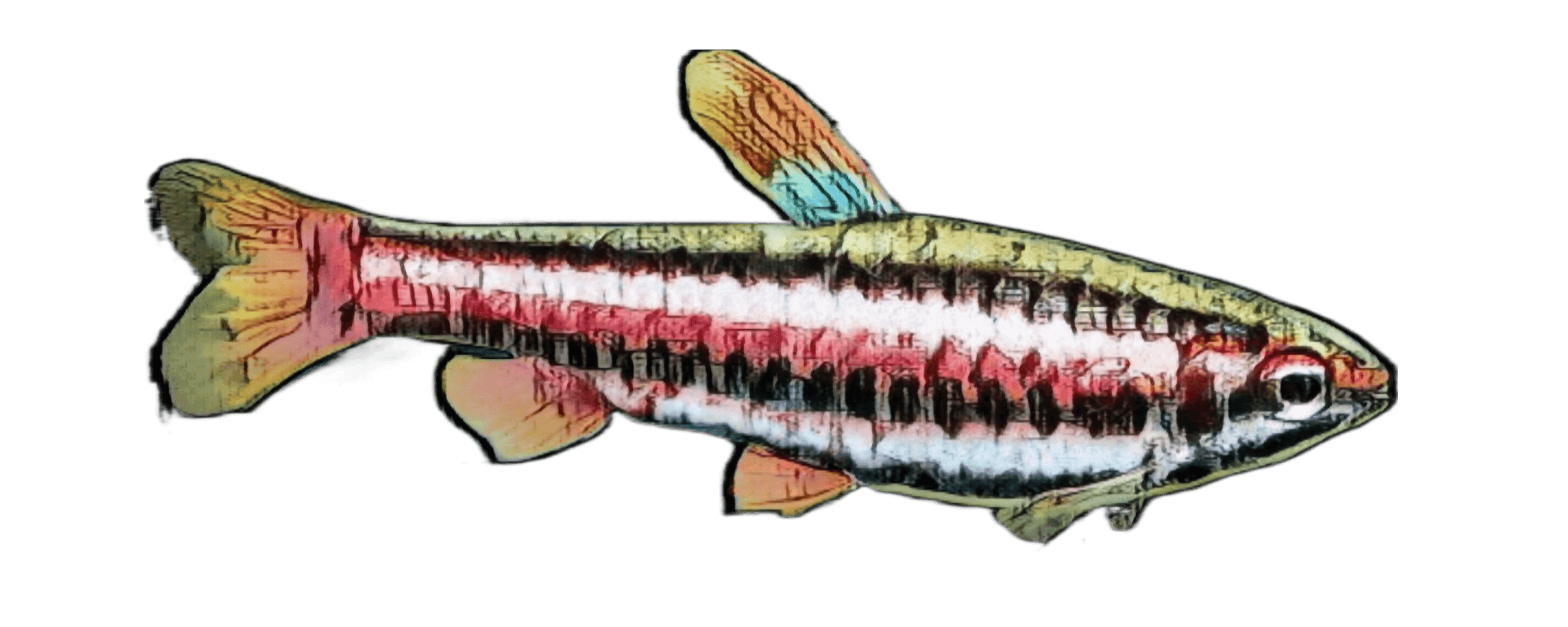 species-image