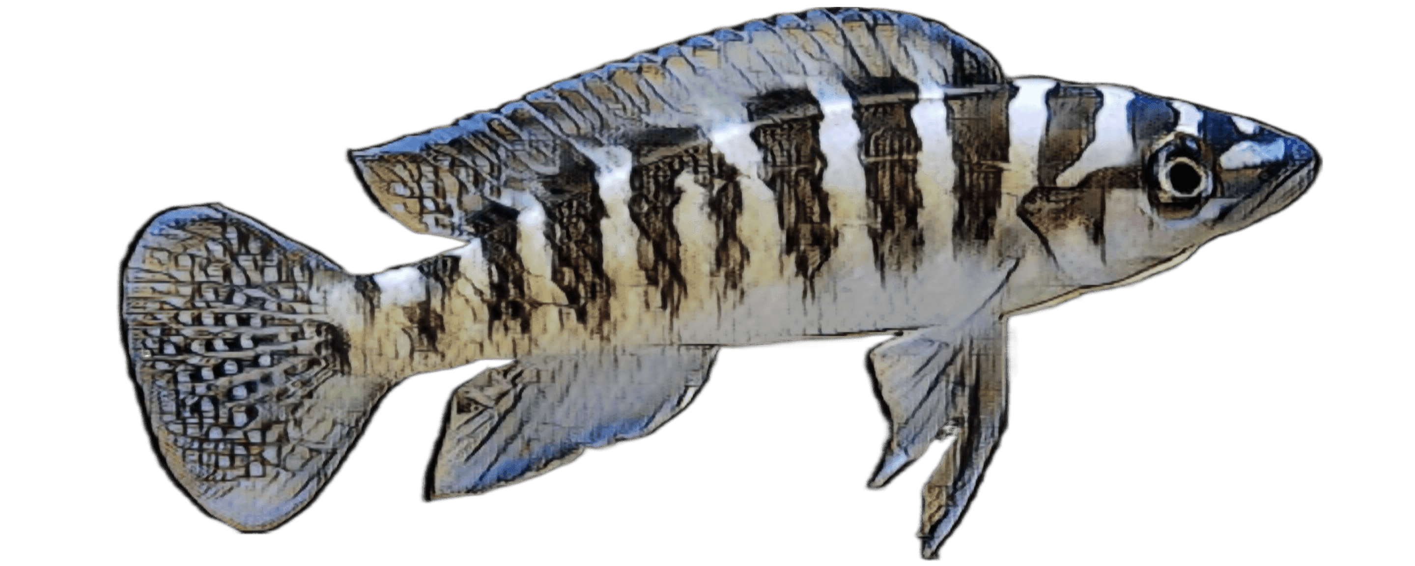 species-image