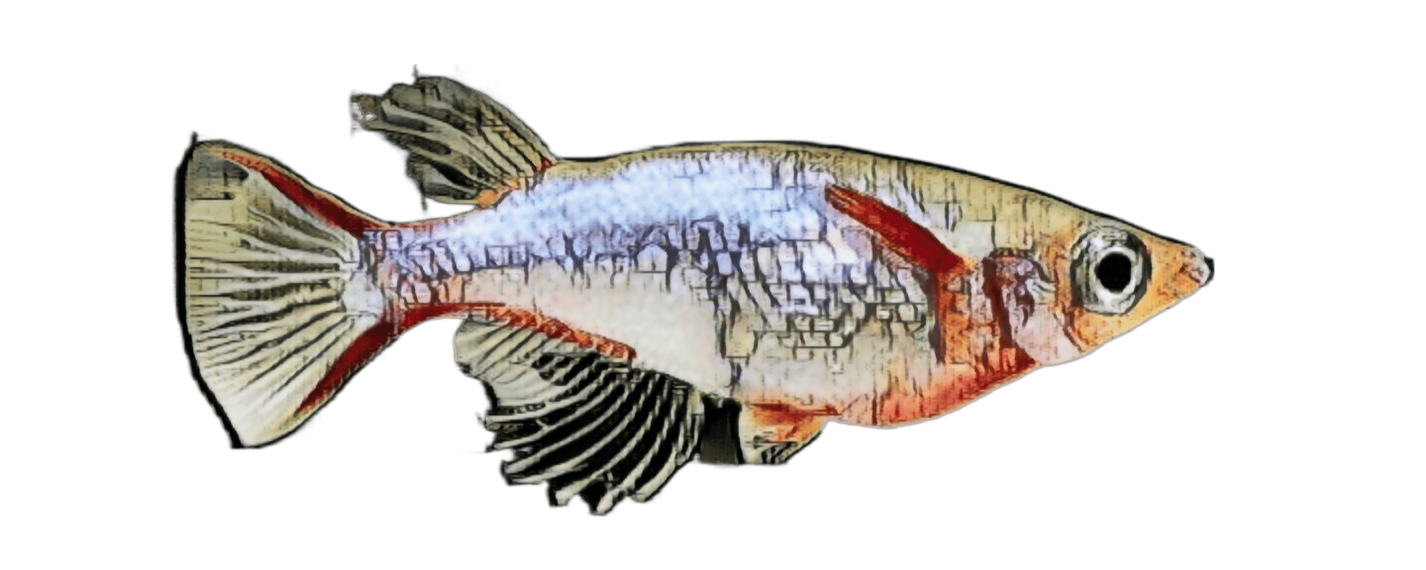 species-image