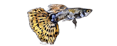 species-image