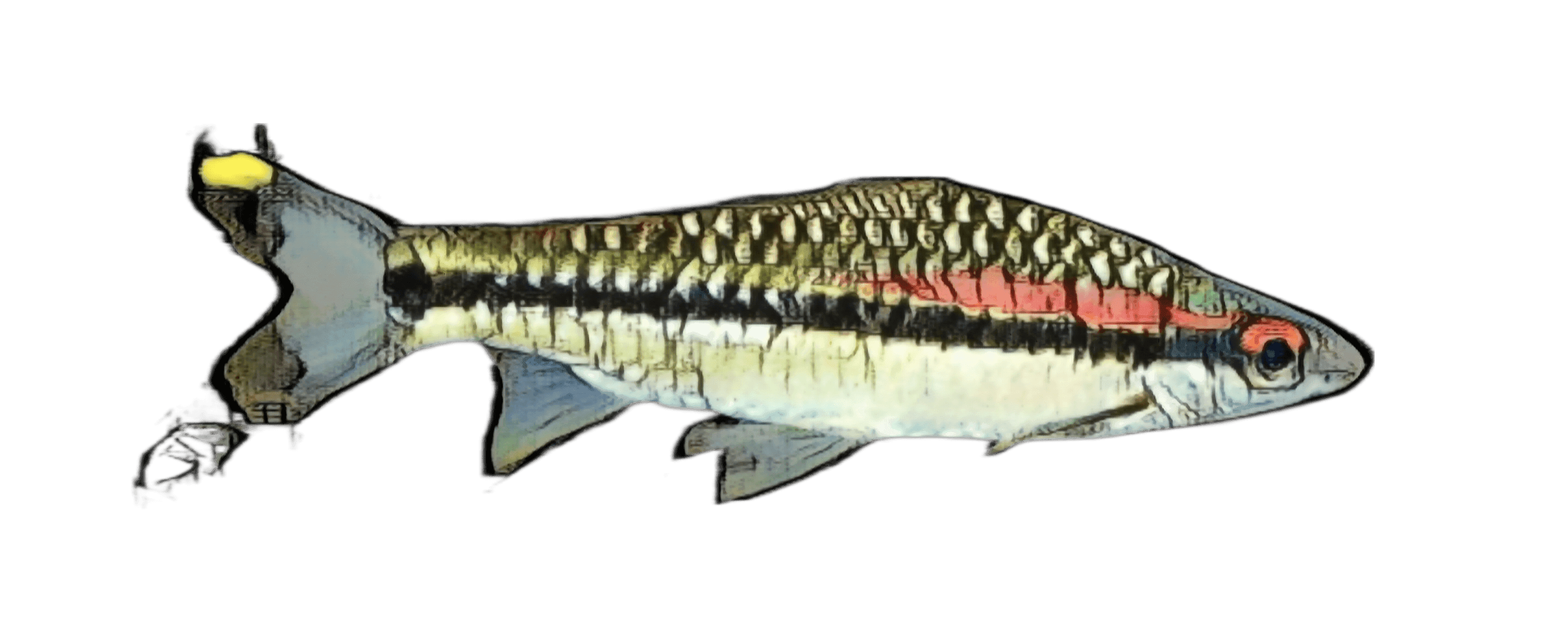 species-image