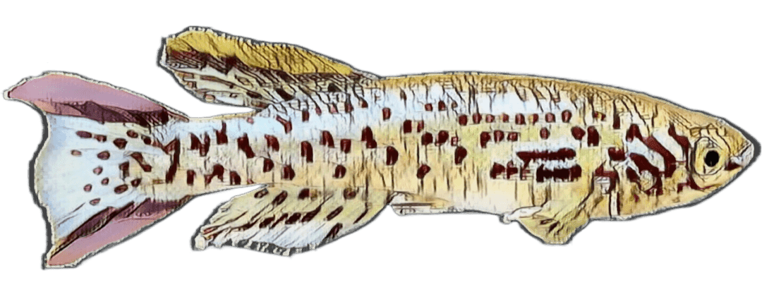 species-image